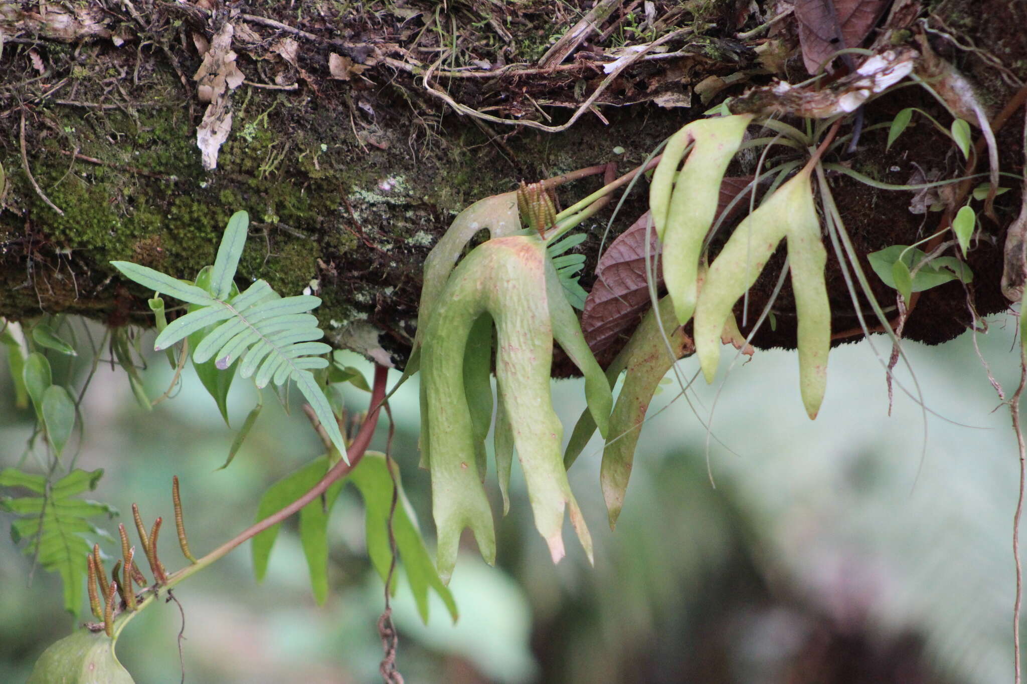 Image of cheiroglossa fern