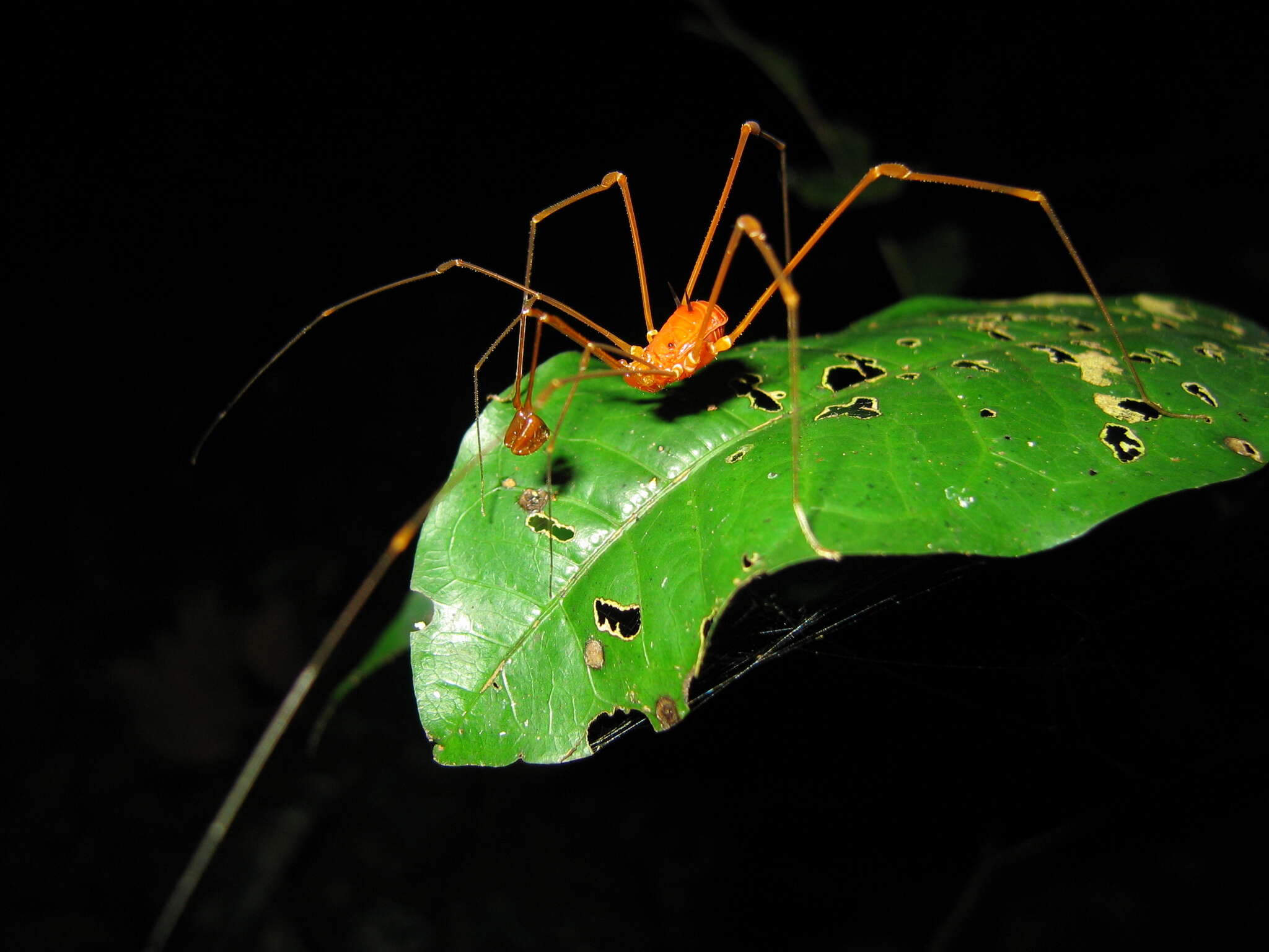 Image of Protimesius longipalpis (Roewer 1943)