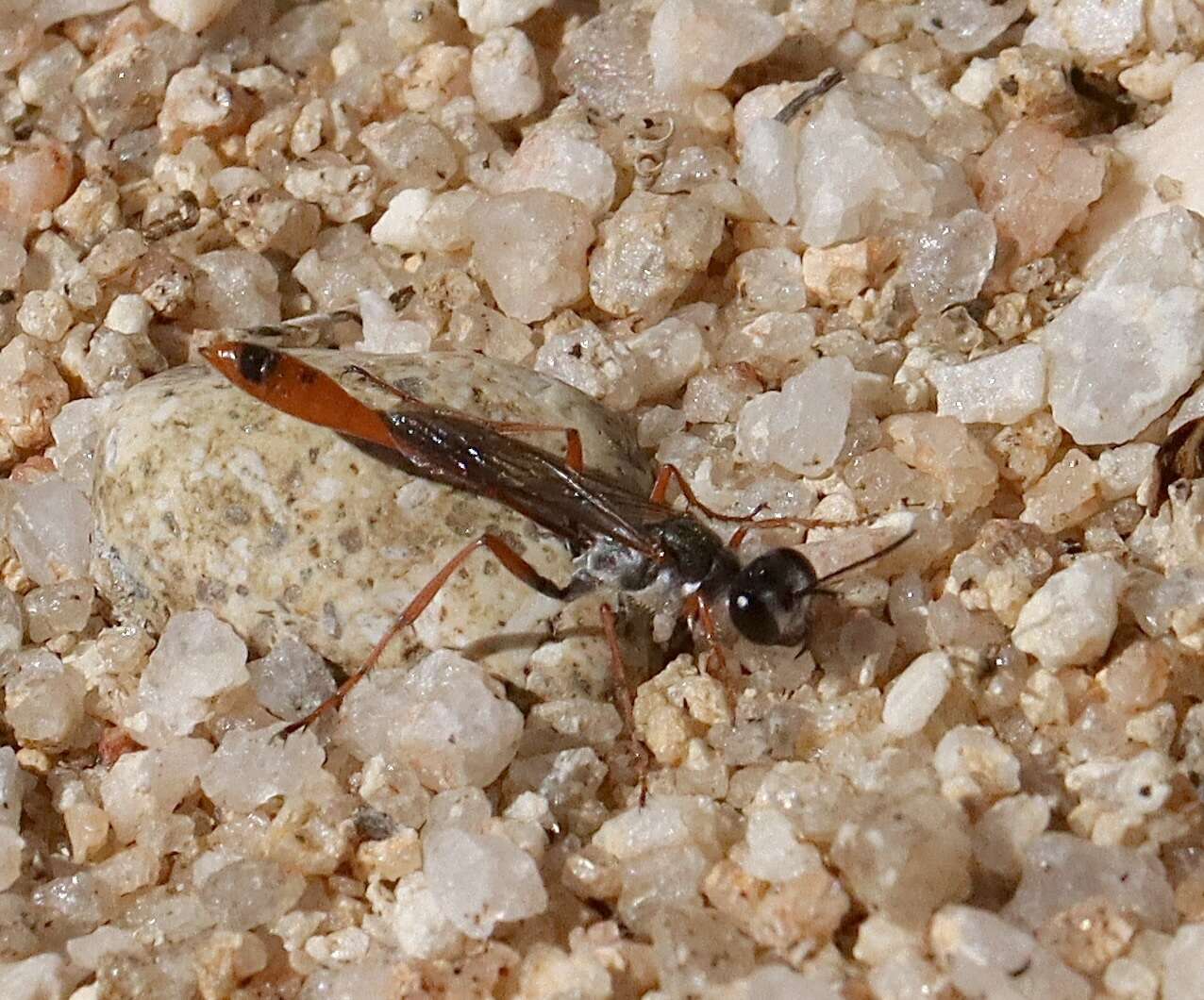 Слика од Ammophila aberti Haldeman 1852