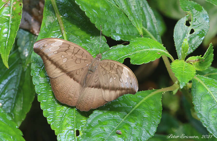 Слика од Tanaecia cocytus Fabricius 1787