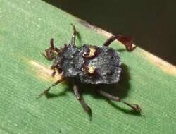 Image of Chlamydopsis pygidialis Blackburn 1900