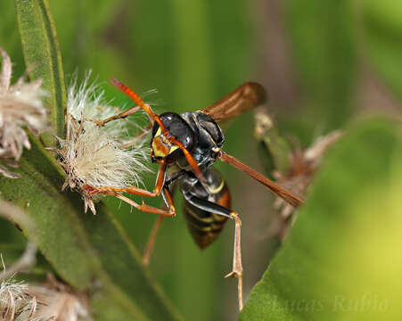 Слика од Polistes billardieri Fabricius 1804