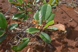 Image de Alphitonia neocaledonica (Schltr.) Guillaum.