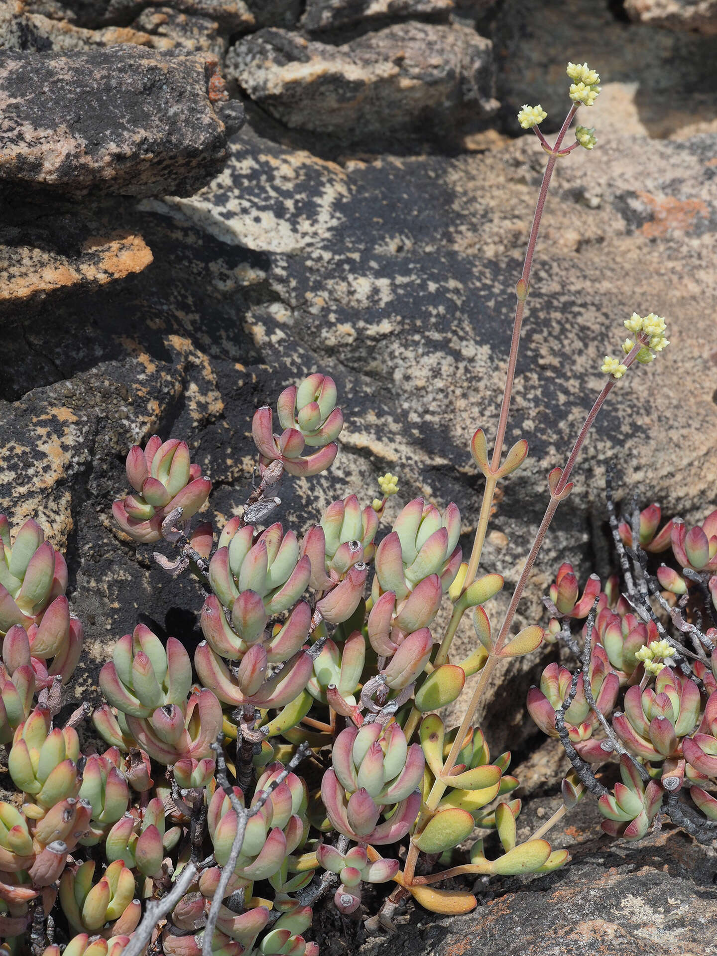 Image of Crassula atropurpurea var. muirii (Schönl.) G. D. Rowley