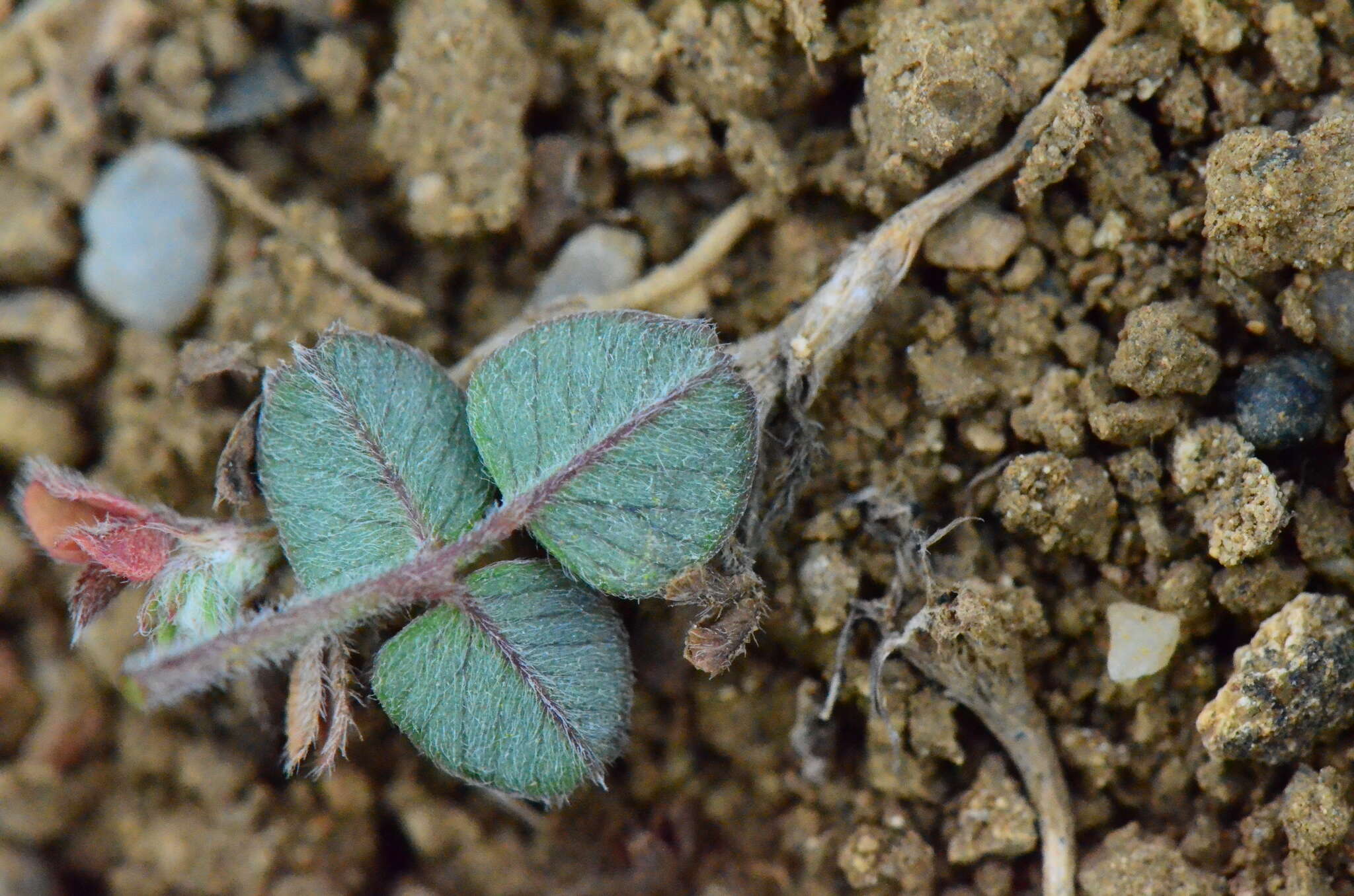 Слика од Trifolium scabrum L.