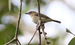 Image of Large-billed Gerygone