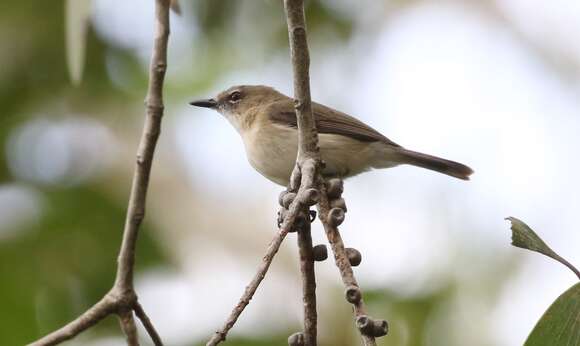 Imagem de Gerygone magnirostris Gould 1843