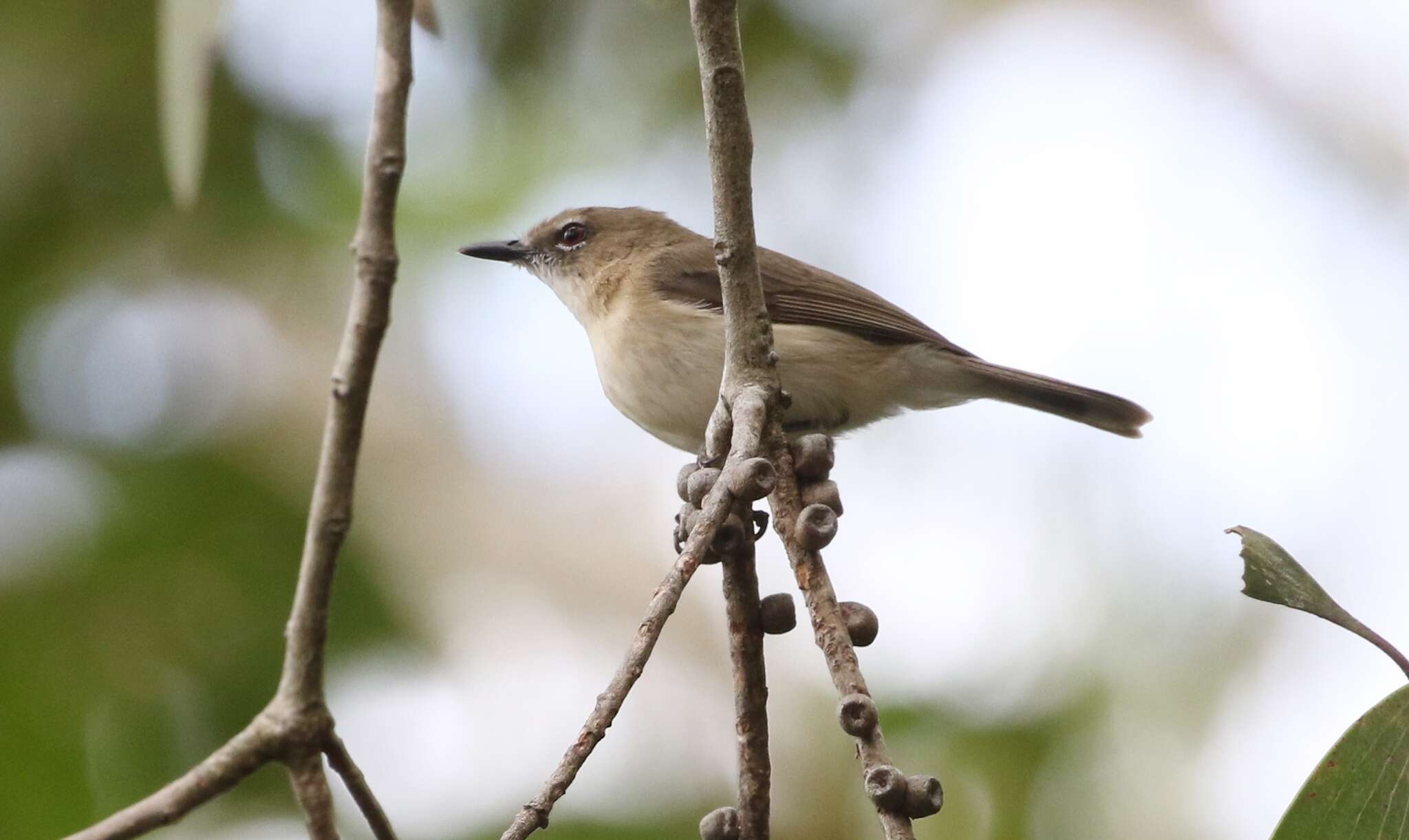 Image of Large-billed Gerygone