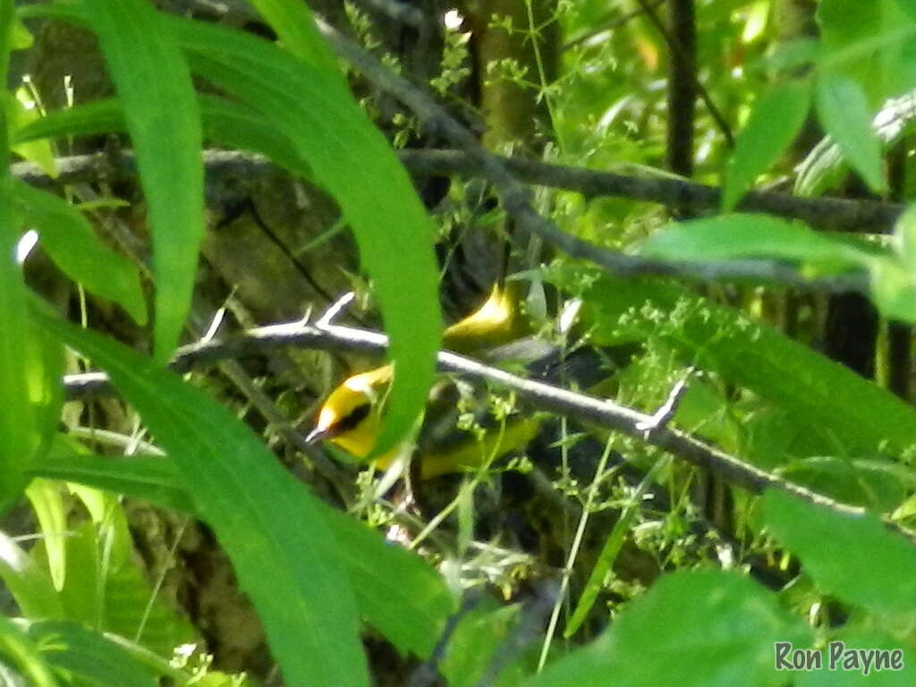 Image of Blue-winged Warbler