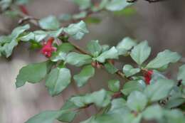 Image of Fuchsia thymifolia Kunth