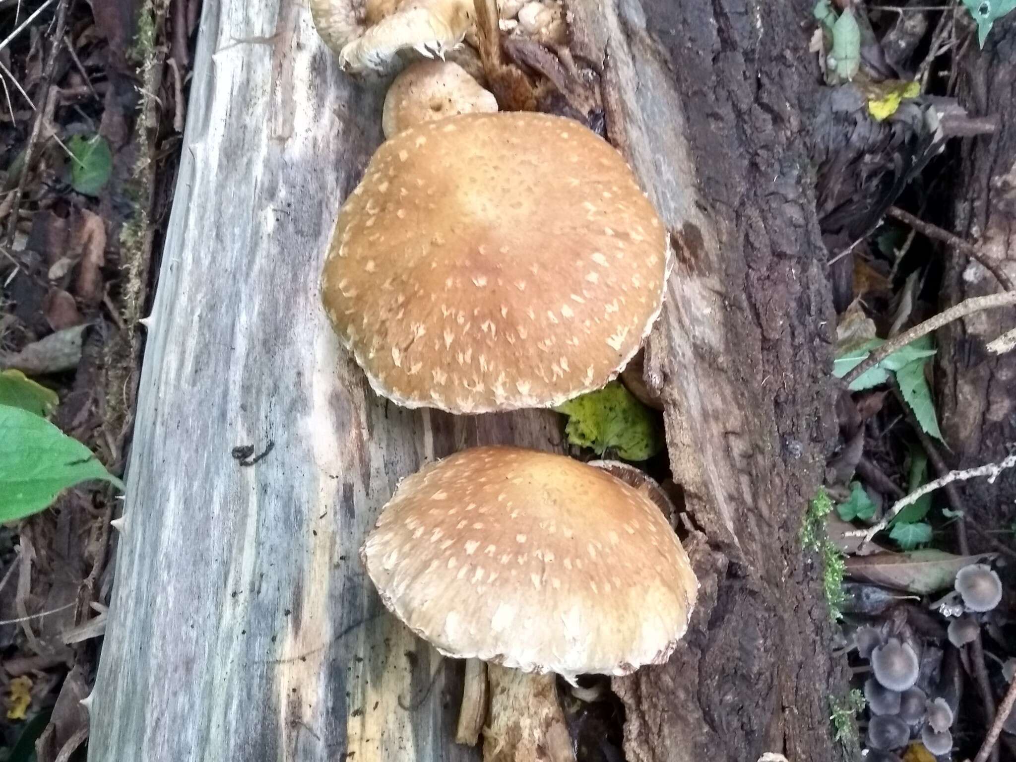 Sivun Hemipholiota kuva