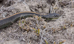 Image of Thamnophis atratus atratus (Kennicott ex Cooper 1860)