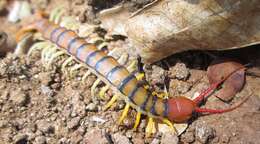 Image of red-headed centipede