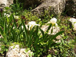 Image of Iris furcata M. Bieb.