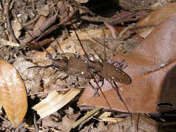 Image of Taeniotes xanthostictus Bates 1880