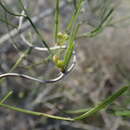 Image of Asparagus calcicola H. Perrier