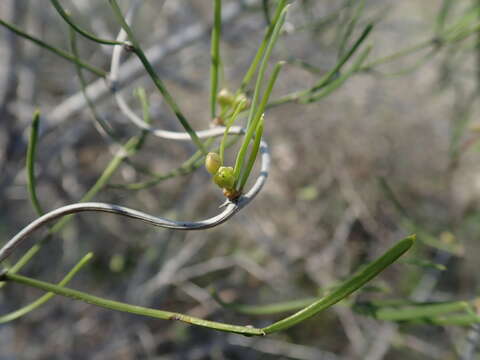 Image of Asparagus calcicola H. Perrier