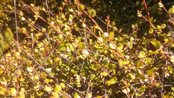 Image of maidenhair vine