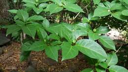 Image of Grevea madagascariensis Baill.