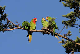 Image of Red-masked Conure