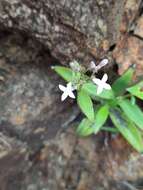 Image of Hedyotis lancea Thunb. ex Maxim.