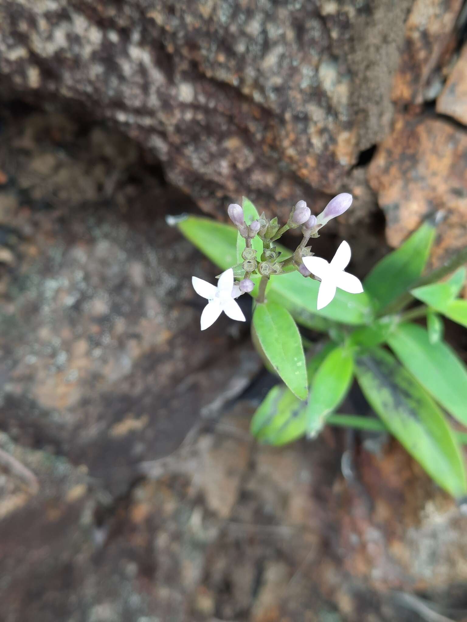 Image of Hedyotis lancea Thunb. ex Maxim.