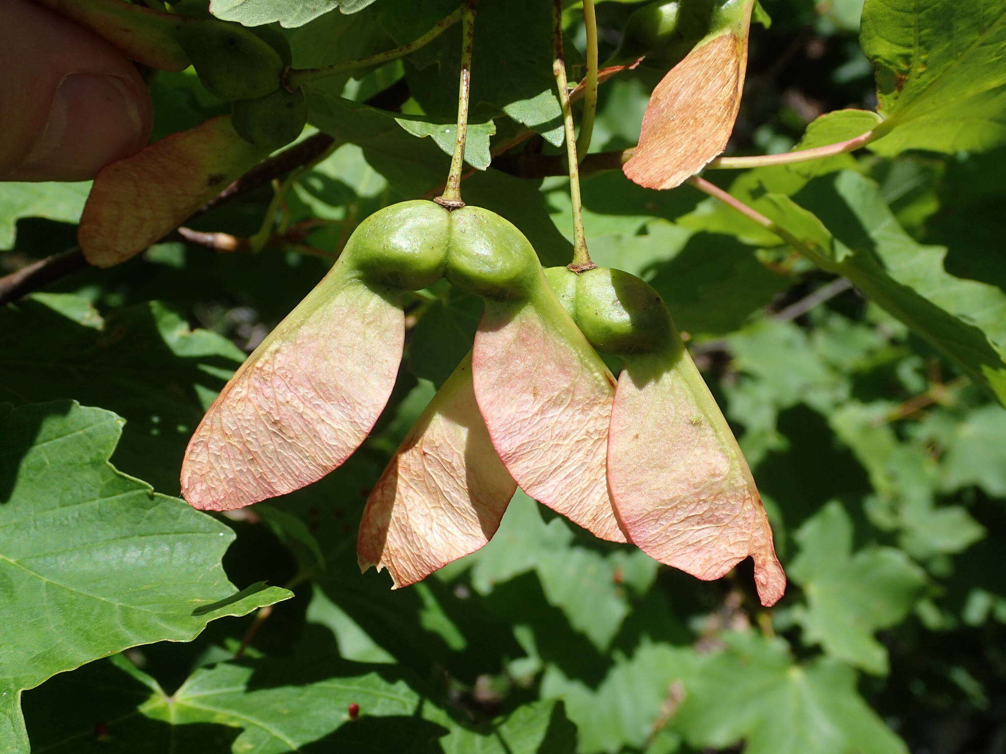 Image of Italian maple