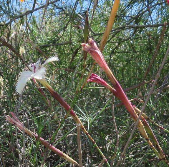 Dianthus caespitosus subsp. caespitosus的圖片