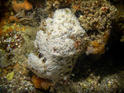 Image of brittle horny sponge