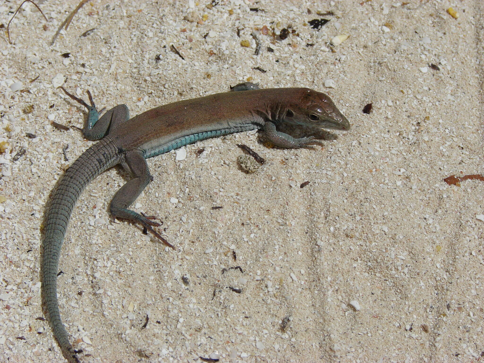 Image of Rodeck's Whiptail