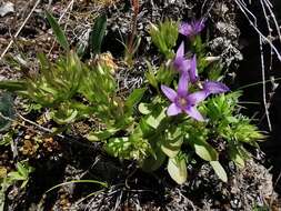 Image of Gentianella ramosa (Hegetschw.) J. Holub