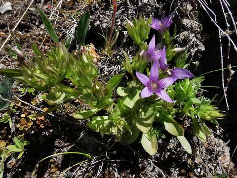 صورة Gentianella ramosa (Hegetschw.) J. Holub