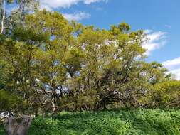 Image de Combretum erythrophyllum (Burch.) Sond.