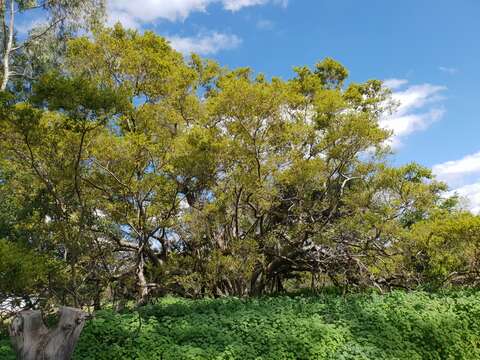 Imagem de Combretum erythrophyllum (Burch.) Sond.