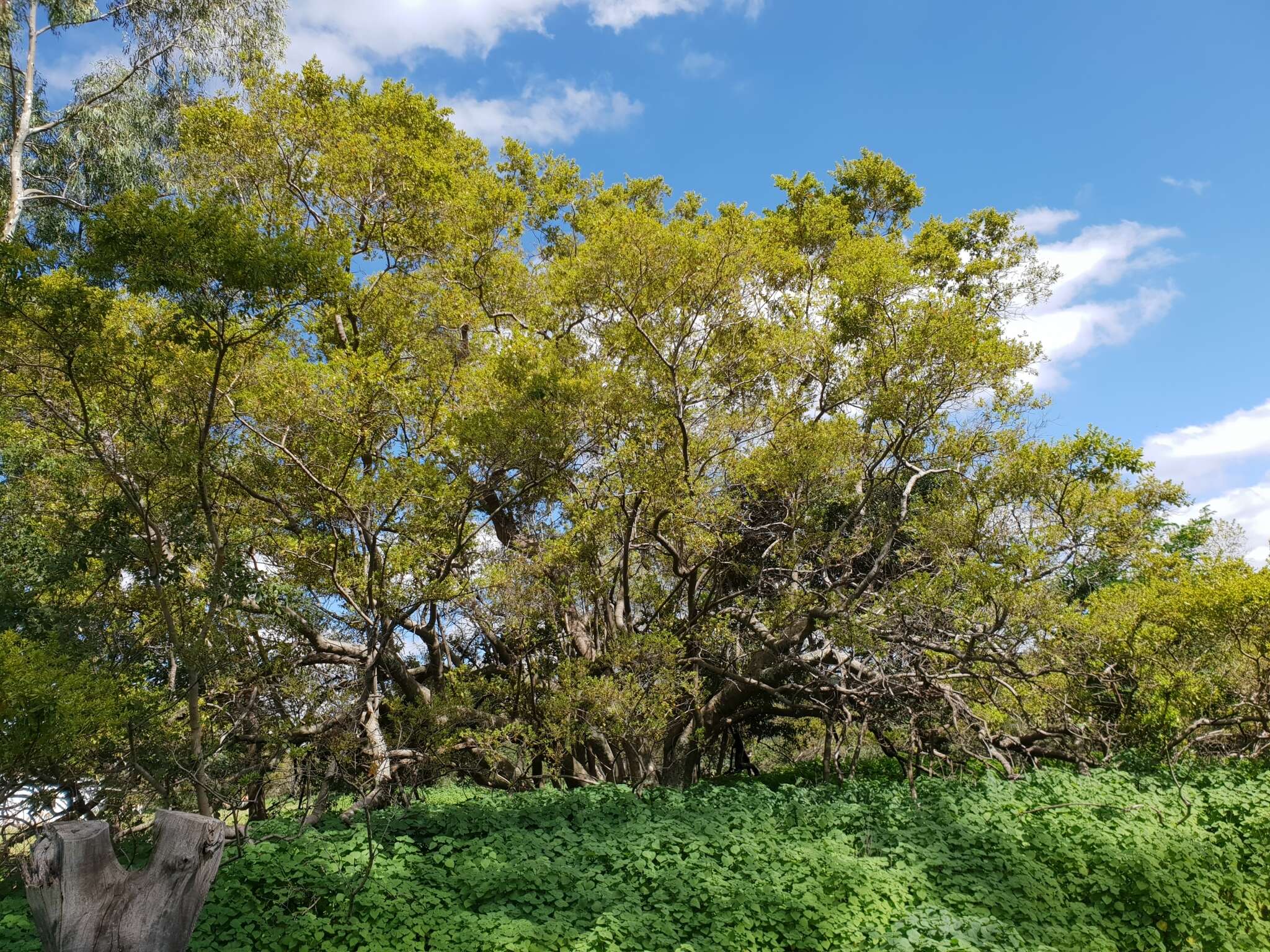 Imagem de Combretum erythrophyllum (Burch.) Sond.