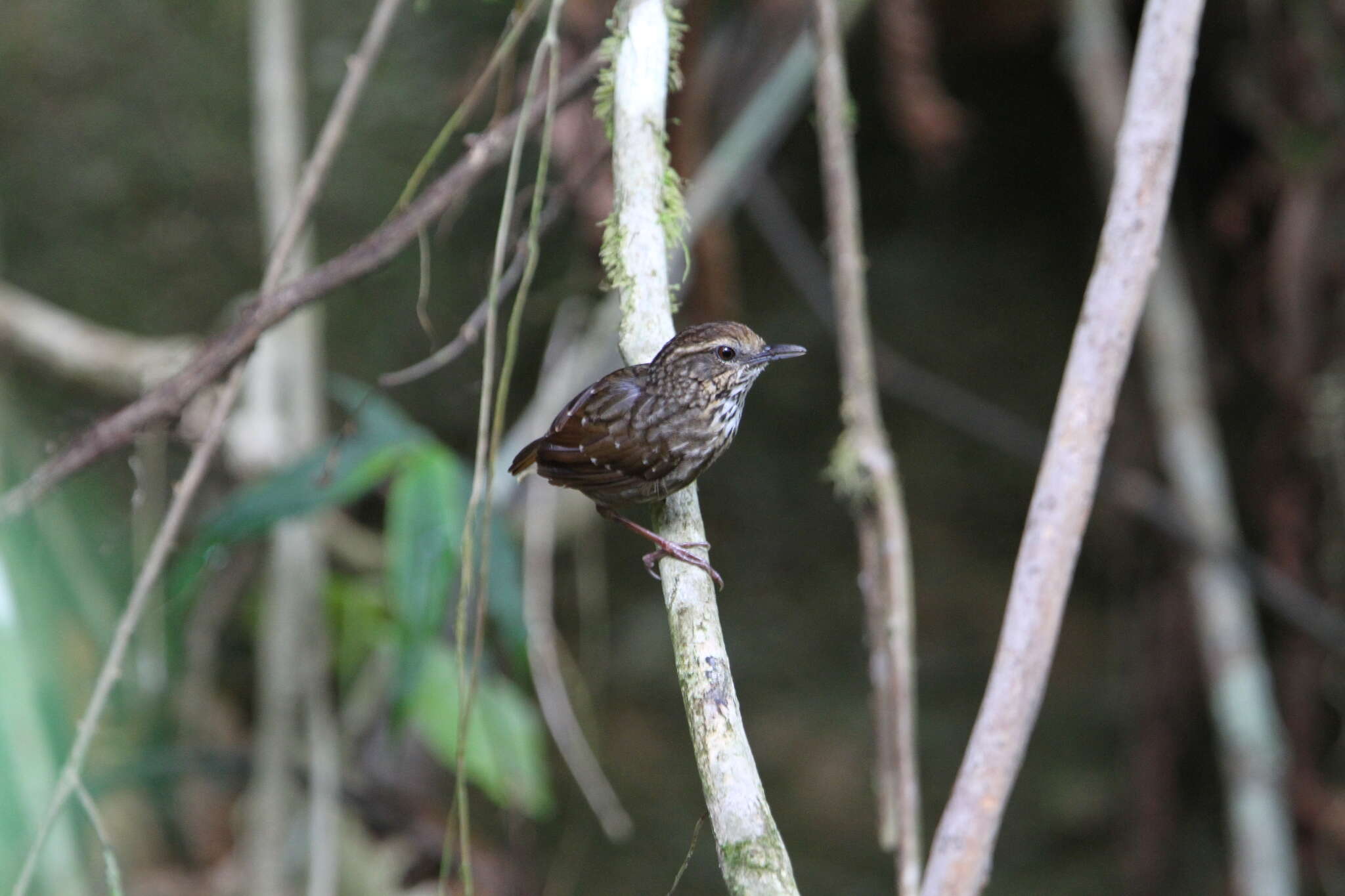 Image of Eyebrowed Wren Babbler