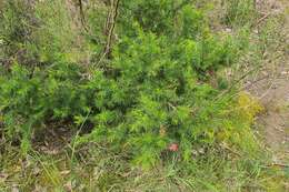 Image of Grevillea rosmarinifolia A. Cunn.