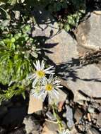 Image of Aster takasagomontanus Sasaki