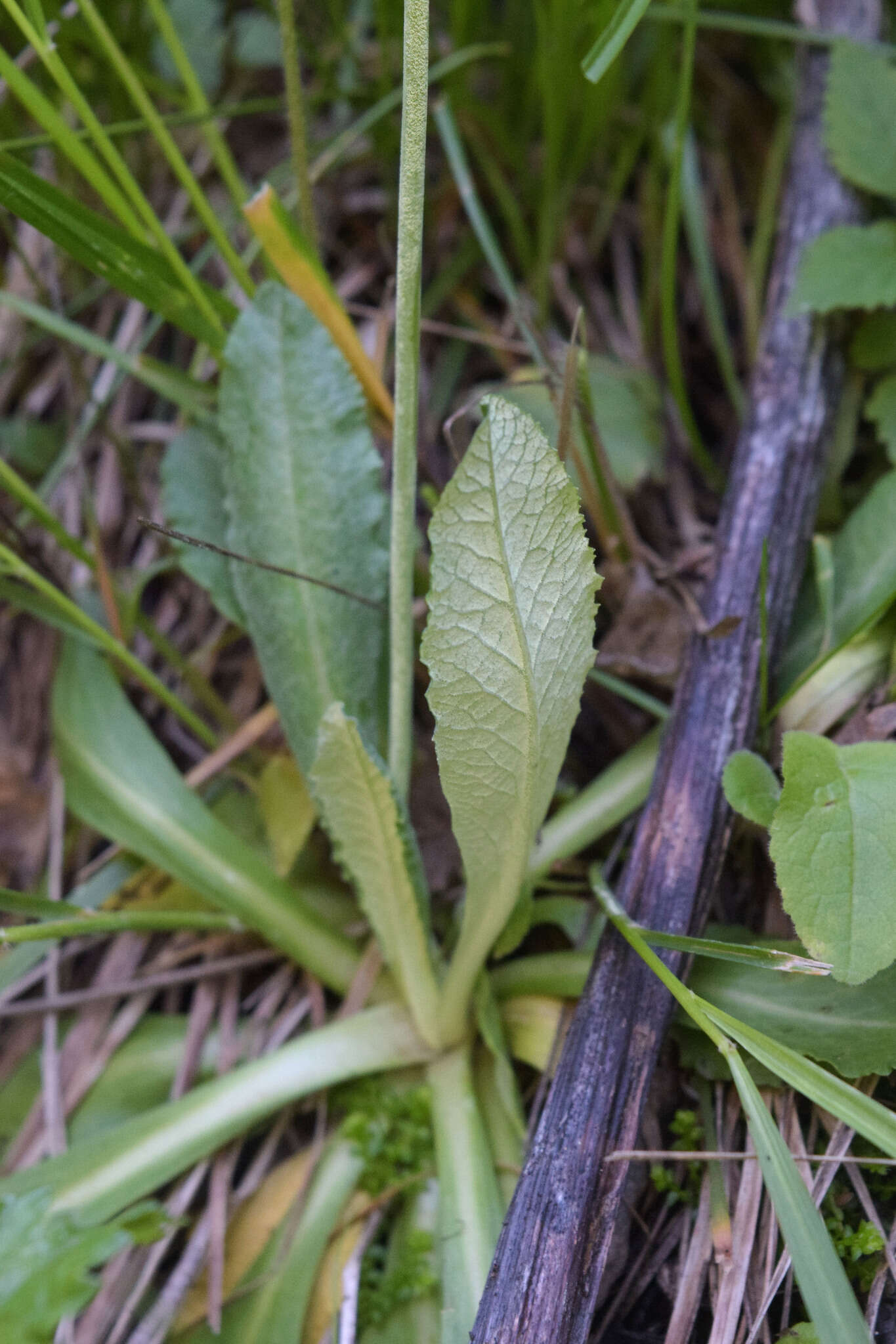 Image of Primula algida Adams