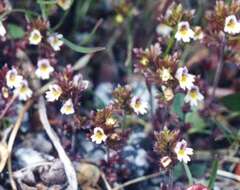 Imagem de Euphrasia wettsteinii G. L. Gusarova