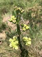 Imagem de Asclepias connivens Baldw. ex Ell.