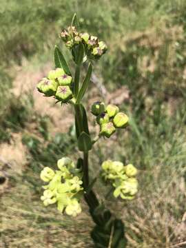 Image of Large-Flower Milkweed