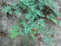 Image of powdery false cloak fern