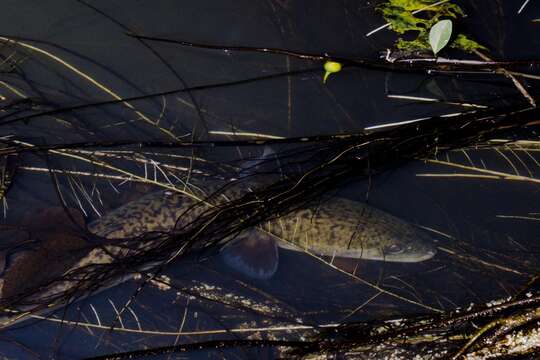 Image of Giant Long-finned Eel