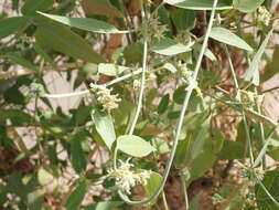 Image of <i>Leptadenia lanceolata</i>