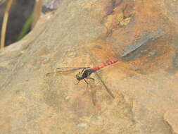 Image de Onychothemis culminicola Förster 1904