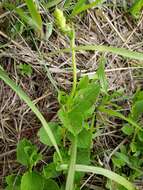 Image of Salvia assurgens Kunth