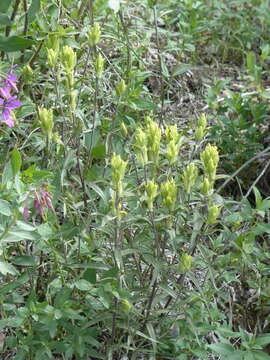 Image of Port Clarence Indian paintbrush