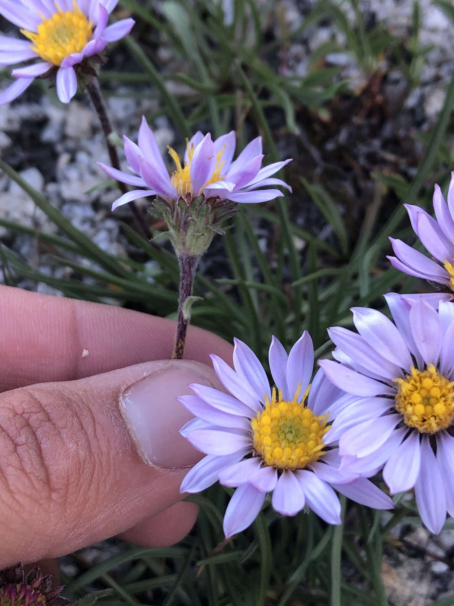 Image of tundra aster