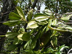 Image of Pimenta jamaicensis (Britton & Harris) Proctor